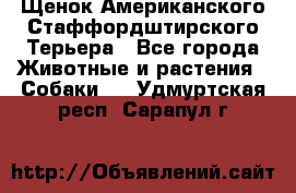 Щенок Американского Стаффордштирского Терьера - Все города Животные и растения » Собаки   . Удмуртская респ.,Сарапул г.